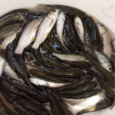 港興水產(chǎn) 專業(yè)提供鯇魚苗、泥鰍魚苗與羅非魚苗，兼營日用百貨銷售